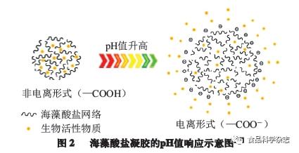 复配海藻酸盐凝胶作为传递体系的研究进展——以中国农业大学毛立科副教授团队为例