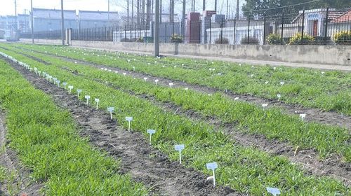 盐城盐都 做强农业'芯片'，科技服务乡村振兴