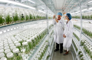 青岛西海岸新区 吹响乡村振兴冲锋号，农业科技引领发展新篇章